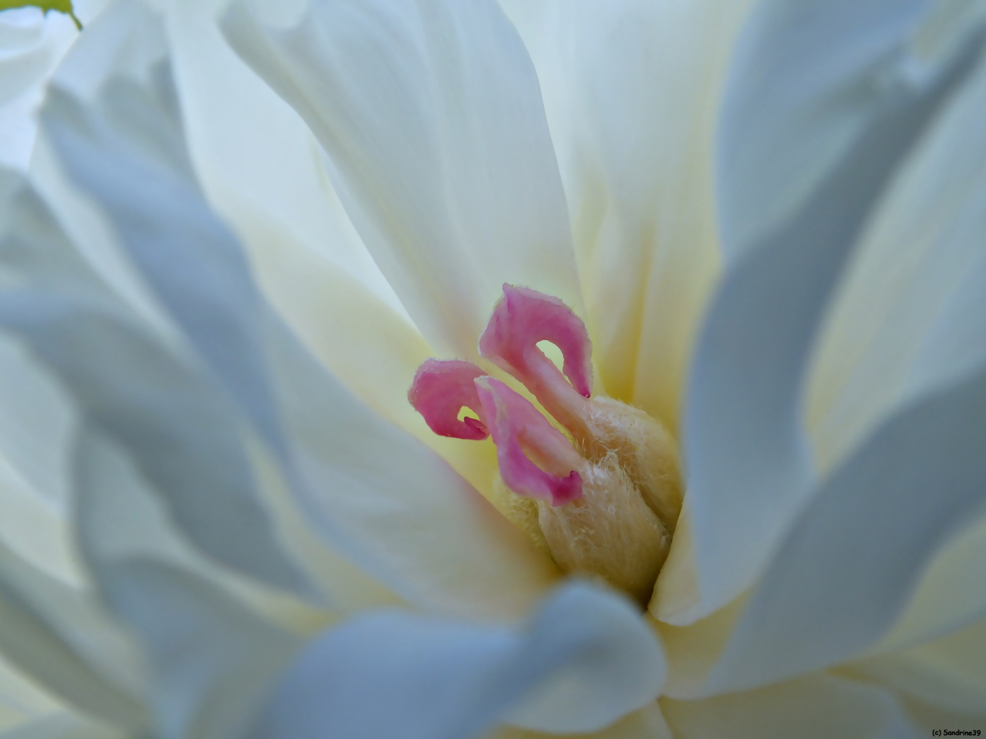 Wallpapers Nature Flowers Coeur de Pivoine