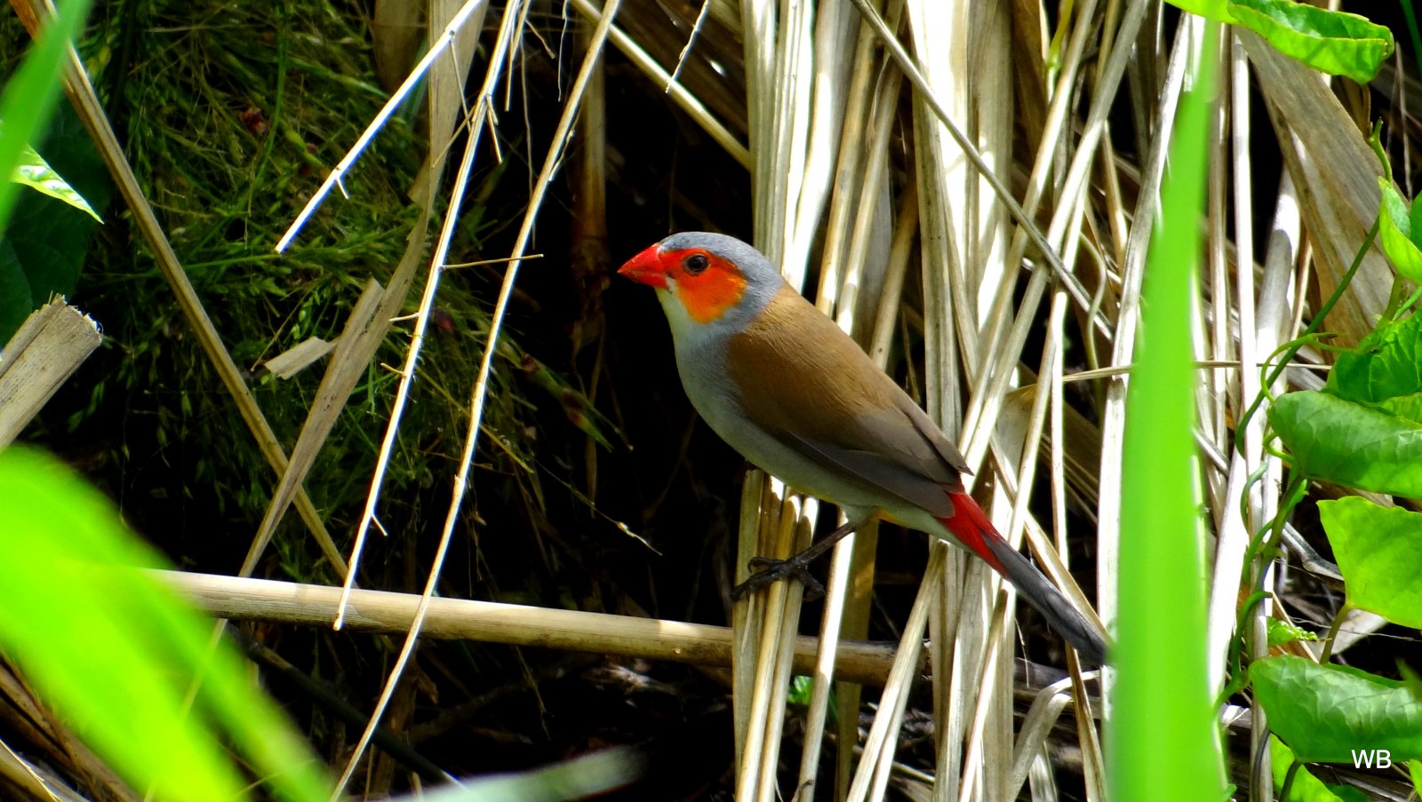 Wallpapers Animals Birds - Finches Amarante des antilles