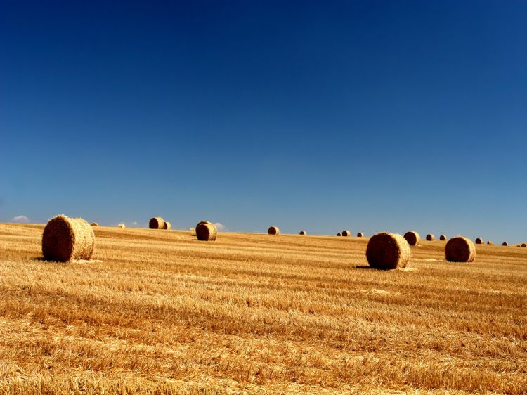 Fonds d'cran Nature Champs - Prairies Wallpaper N301426