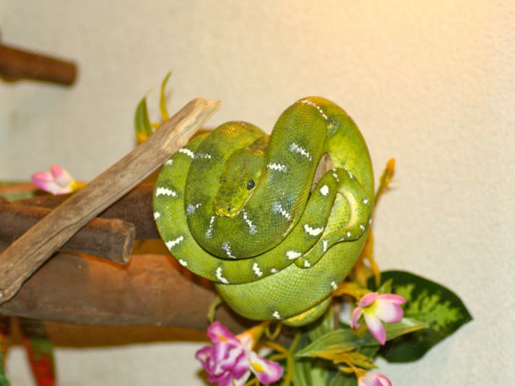 Wallpapers Animals Snakes animaux sauvages