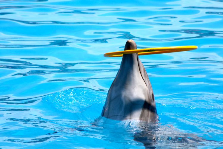 Fonds d'cran Animaux Vie marine - Dauphins animaux sauvages