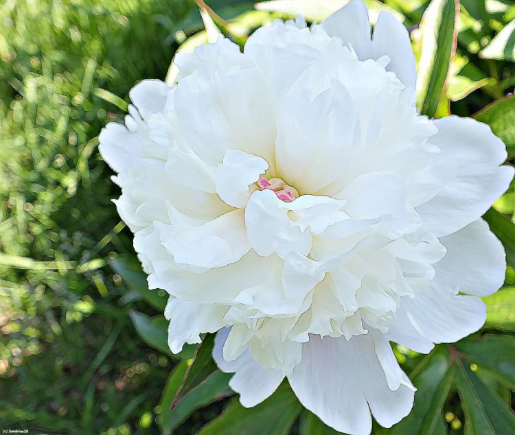 Wallpapers Nature Flowers Pivoine blanche