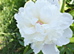  Nature Pivoine blanche