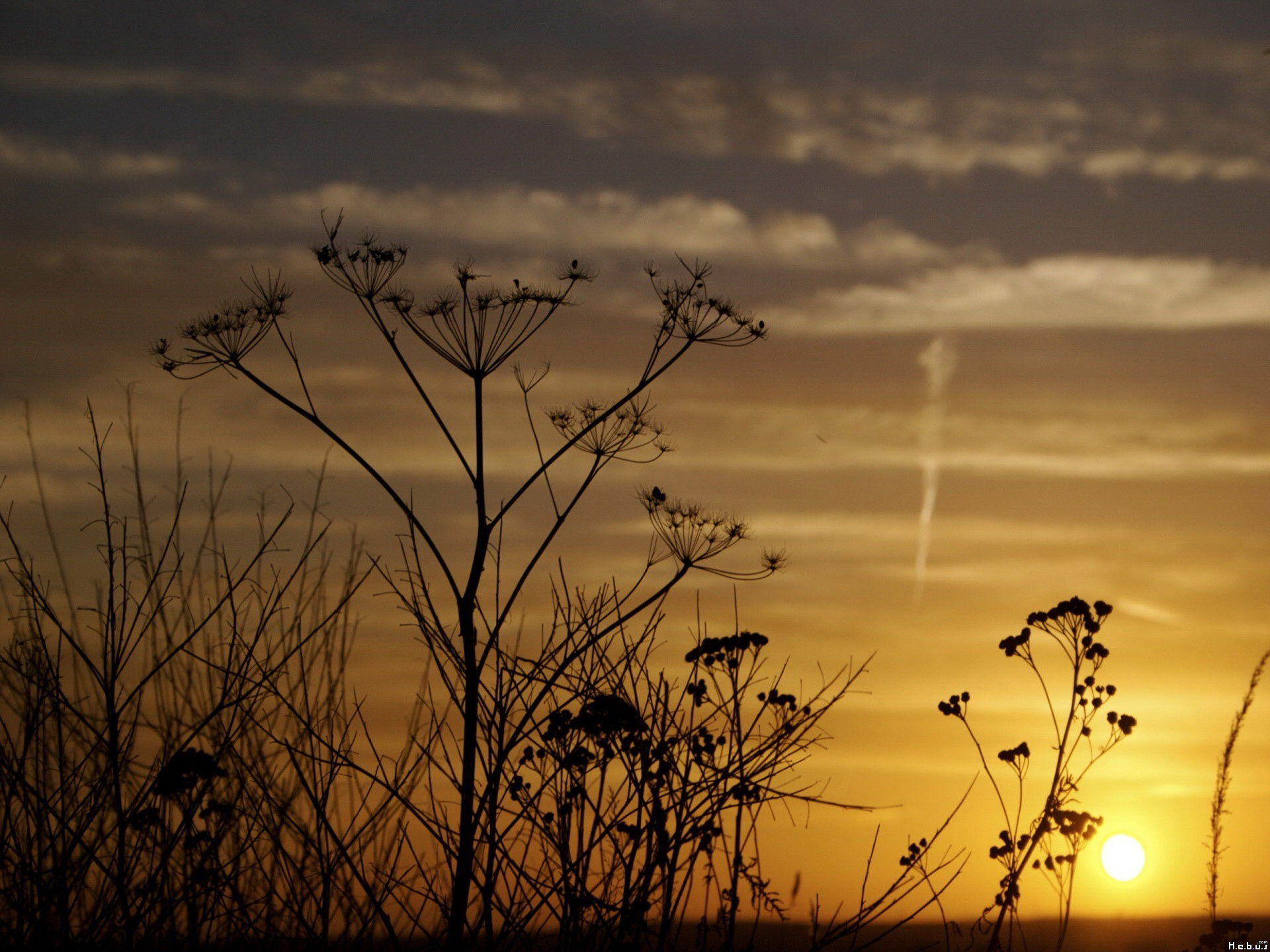 Wallpapers Nature Herbs 