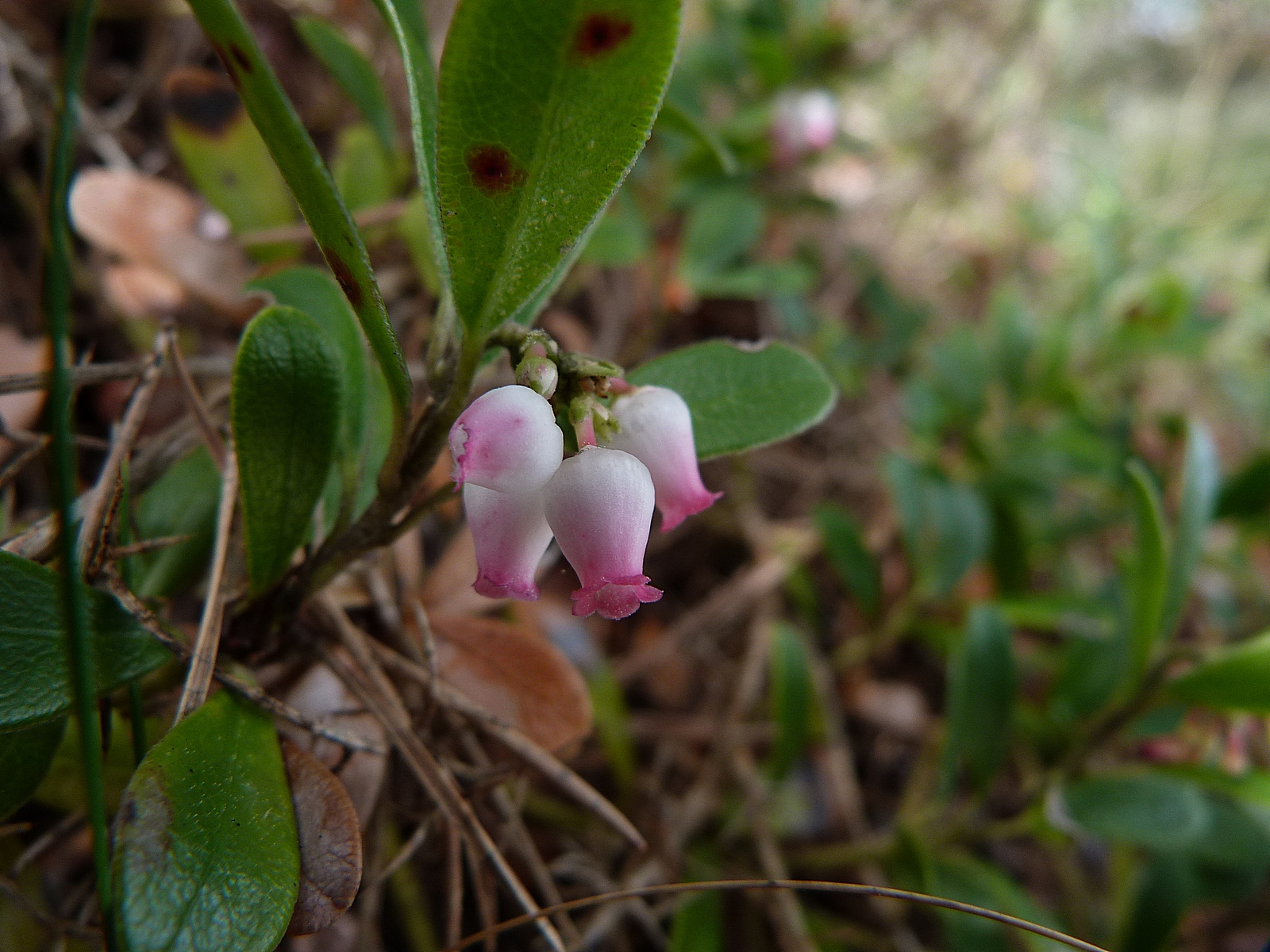 Fonds d'cran Nature Fleurs Fleurs de busserole 