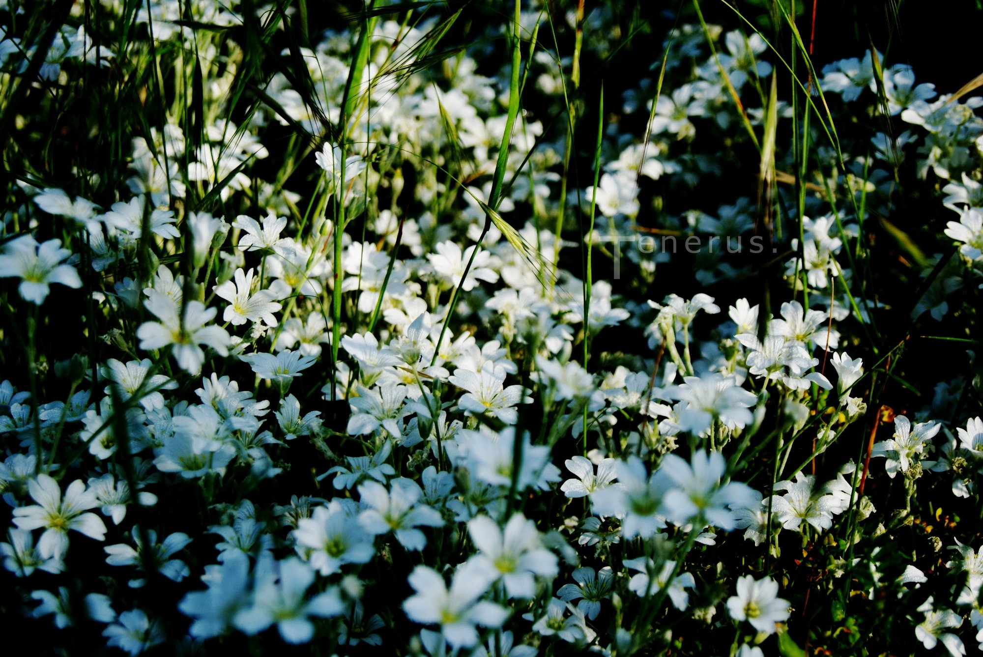 Fonds d'cran Nature Fleurs 