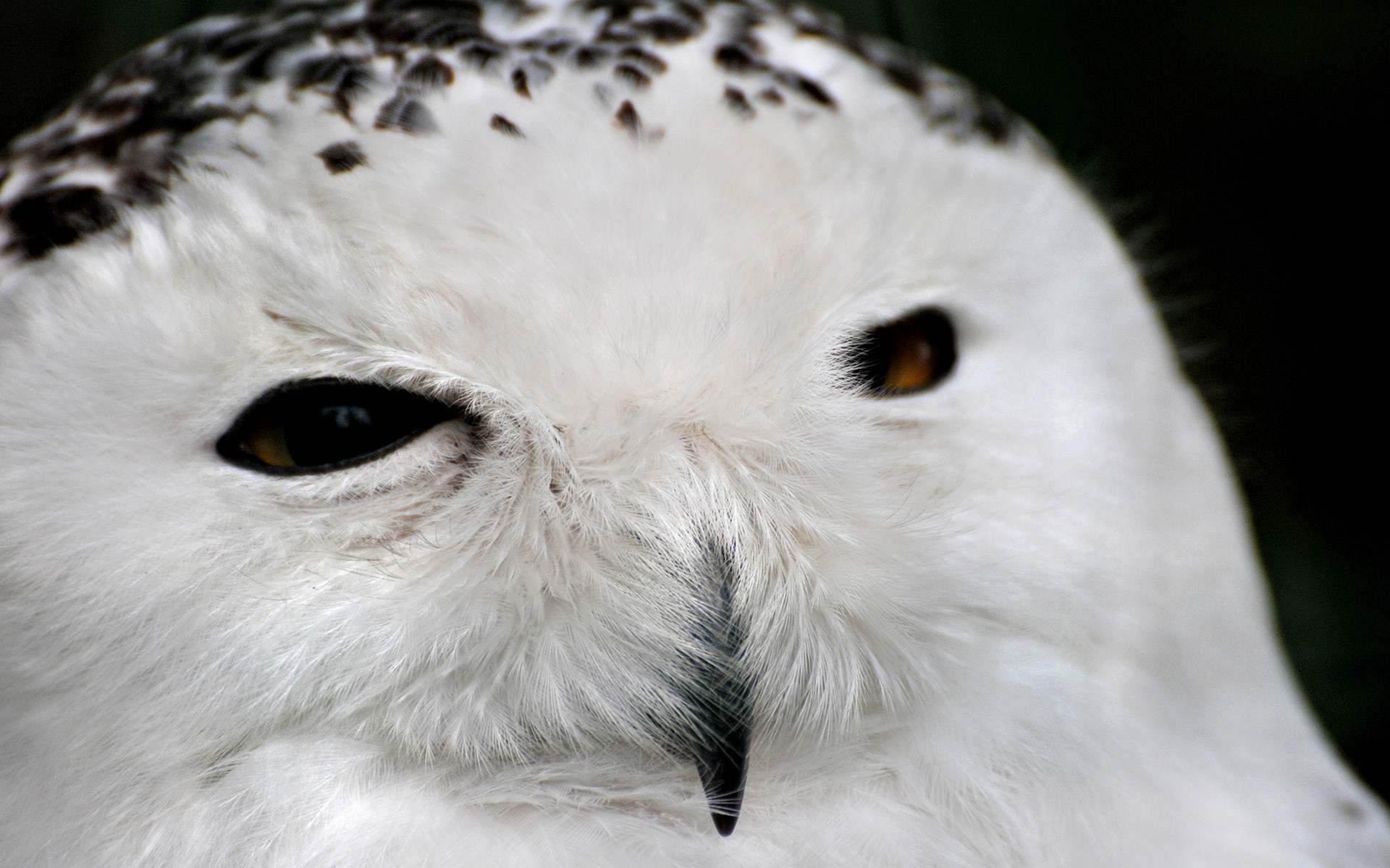 Fonds d'cran Animaux Oiseaux - Hiboux et Chouettes 