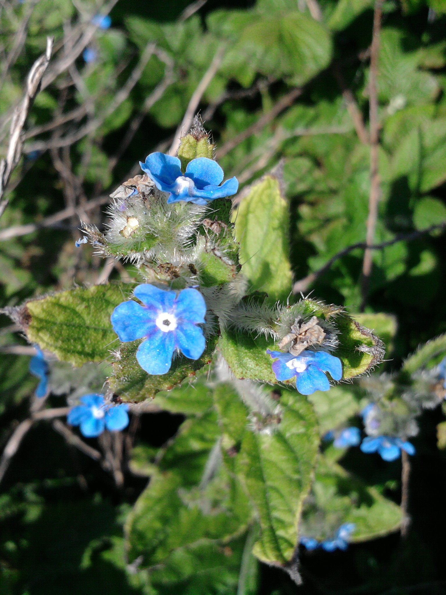 Wallpapers Nature Flowers Fleurs bleues