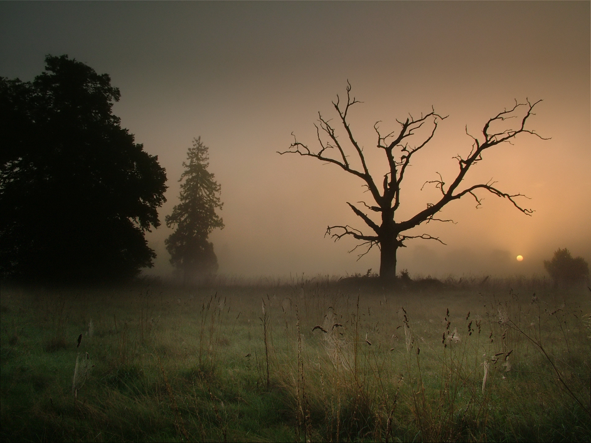 Fonds d'cran Nature Arbres - Forts 