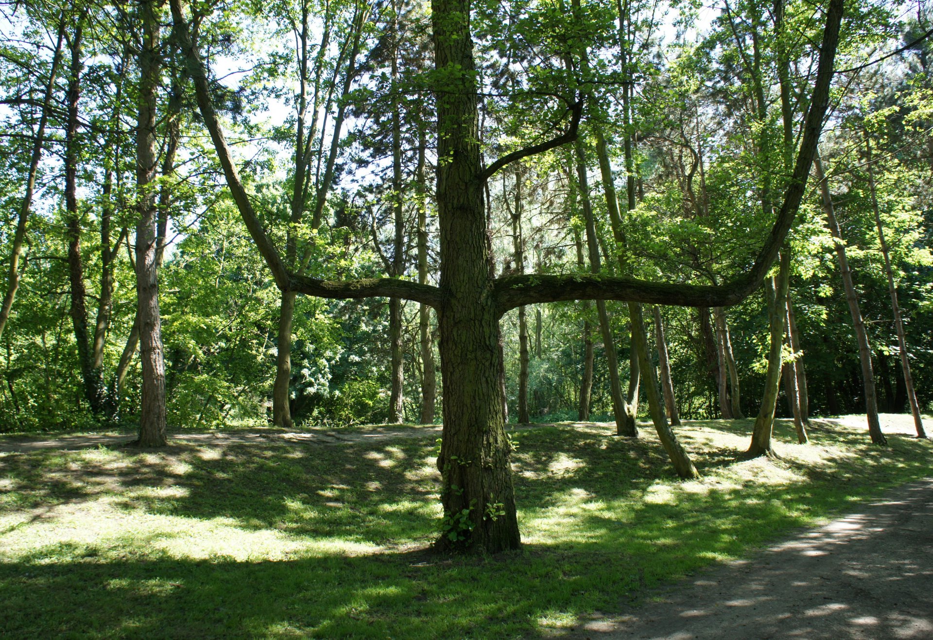 Wallpapers Nature Trees - Forests l'arbre magique sur les  bords de l'yerres 91    (photo prise le 25 mai 2012)