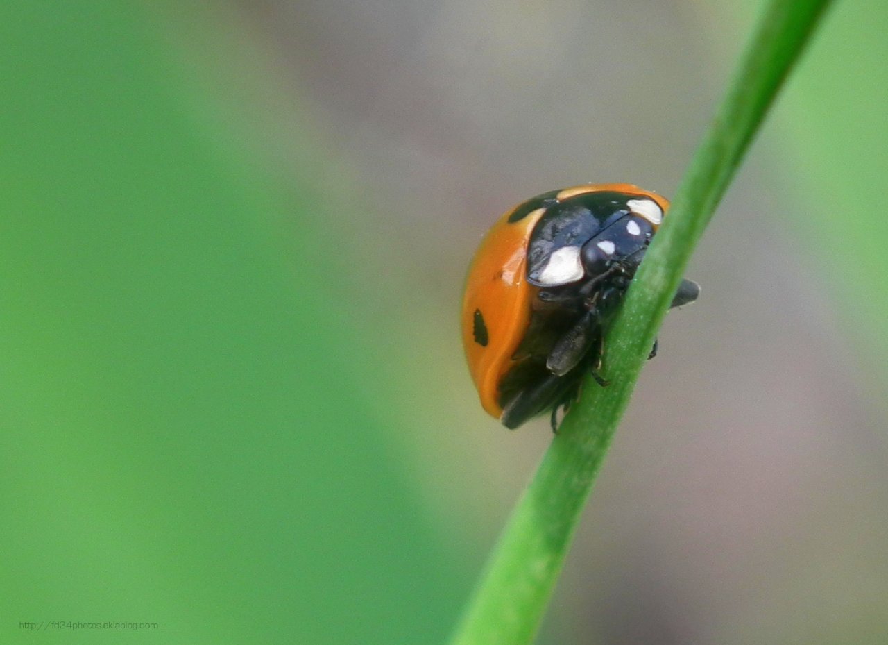 Wallpapers Animals Insects - Ladybugs 