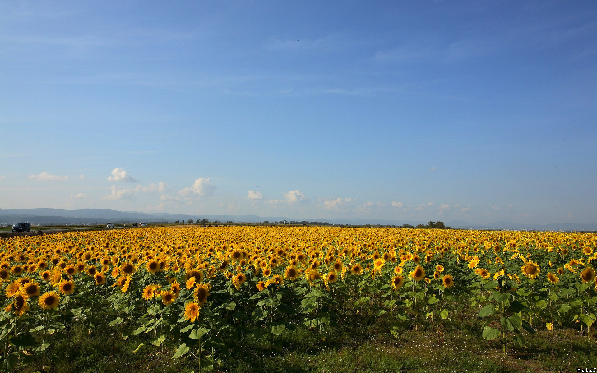 Fonds d'cran Nature Champs - Prairies 