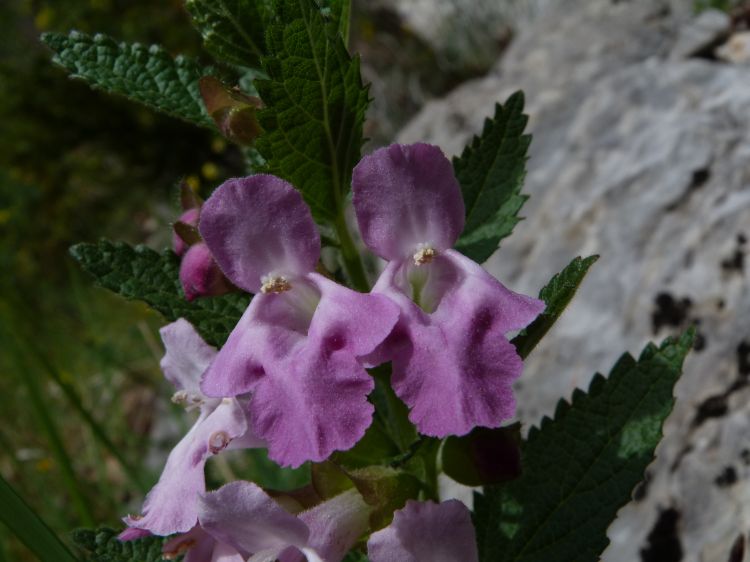 Fonds d'cran Nature Fleurs melitte a feuilles de melisse 