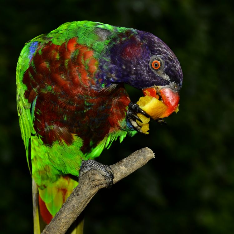 Fonds d'cran Animaux Oiseaux - Perroquets Couleurs en nature