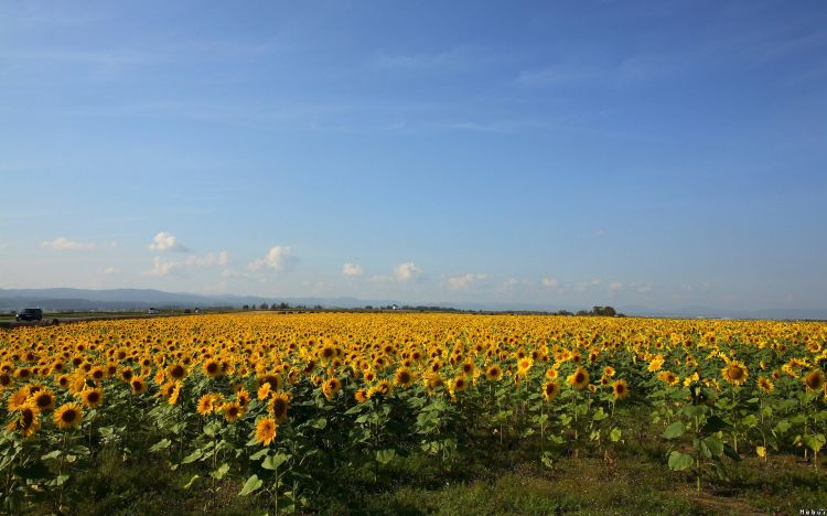 Fonds d'cran Nature Champs - Prairies Wallpaper N301568