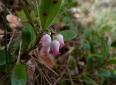  Nature Fleurs de busserole 