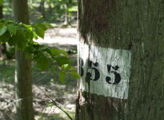  Nature Arbres - Fort