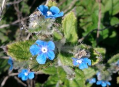  Nature Fleurs bleues