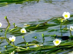  Animaux Libellules