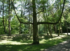  Nature l'arbre magique sur les  bords de l'yerres 91    (photo prise le 25 mai 2012)