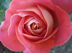  Nature Rose de mon jardin !