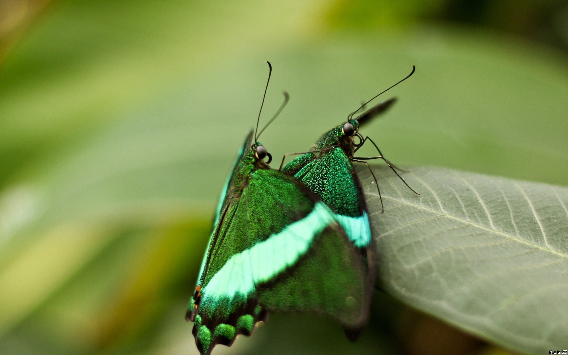 Fonds d'cran Animaux Insectes - Papillons 