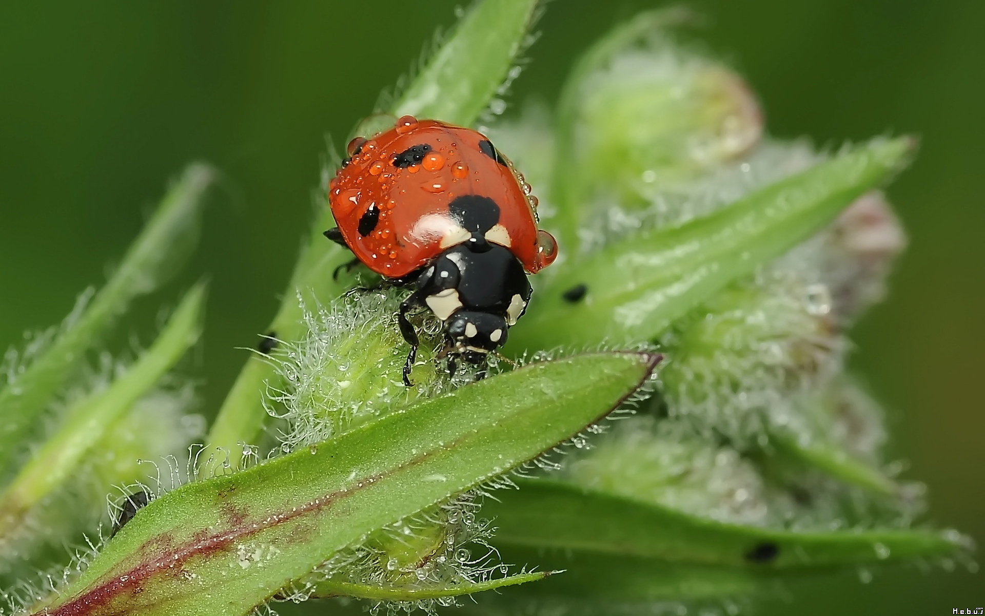 Fonds d'cran Animaux Insectes - Coccinelles 