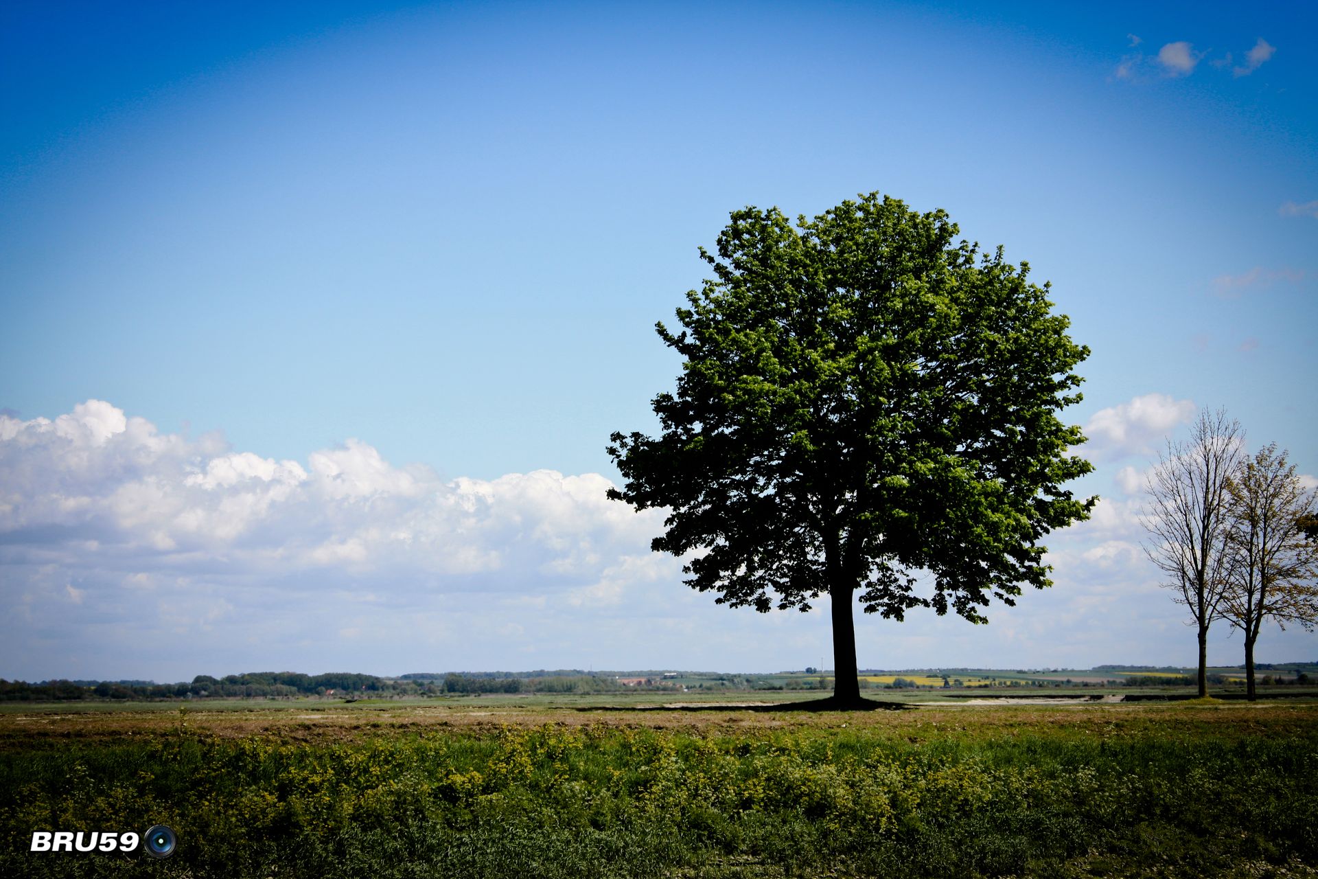 Wallpapers Trips : Europ France > Picardie Saint Valery sur Somme - Arbre