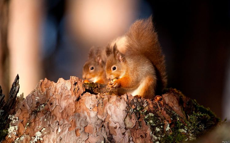 Fonds d'cran Animaux Rongeurs - Ecureuils Wallpaper N301736