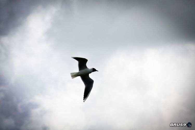 Wallpapers Trips : Europ France > Picardie Marquenterre - Mouette