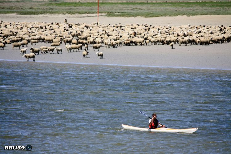 Fonds d'cran Voyages : Europe France > Picardie Saint Valery sur Somme - Agneaux et Kayak