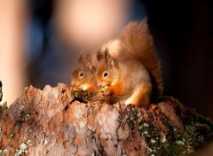  Animaux Image sans titre N301736