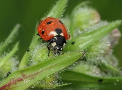  Animaux Image sans titre N301742