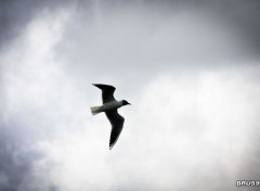  Trips : Europ Marquenterre - Mouette