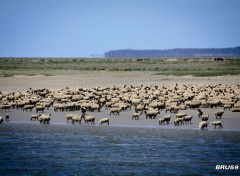  Trips : Europ Saint Valery sur Somme - Agneaux du prsal