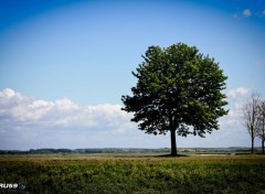  Trips : Europ Saint Valery sur Somme - Arbre