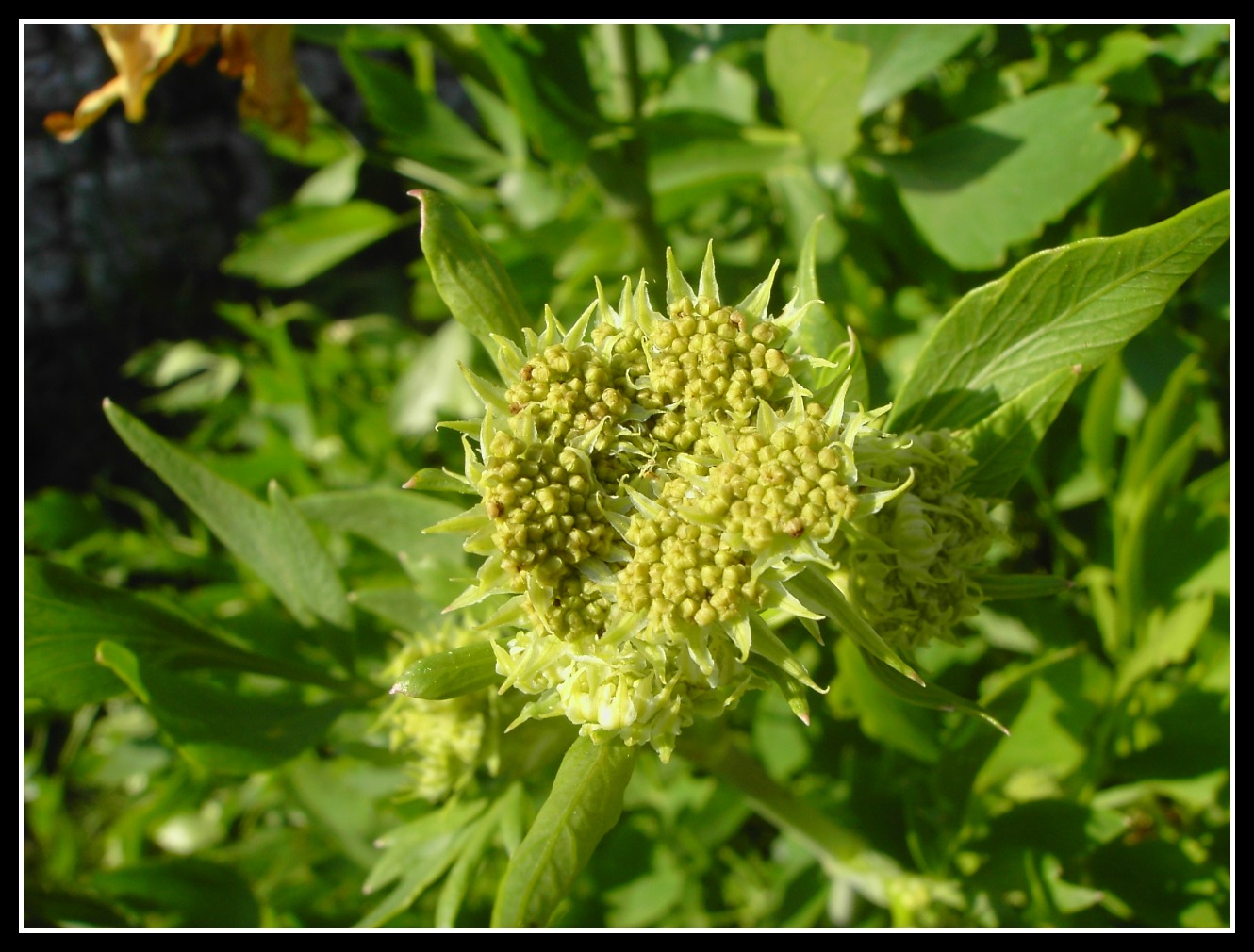 Fonds d'cran Nature Fleurs fleurs de celeri sauvage