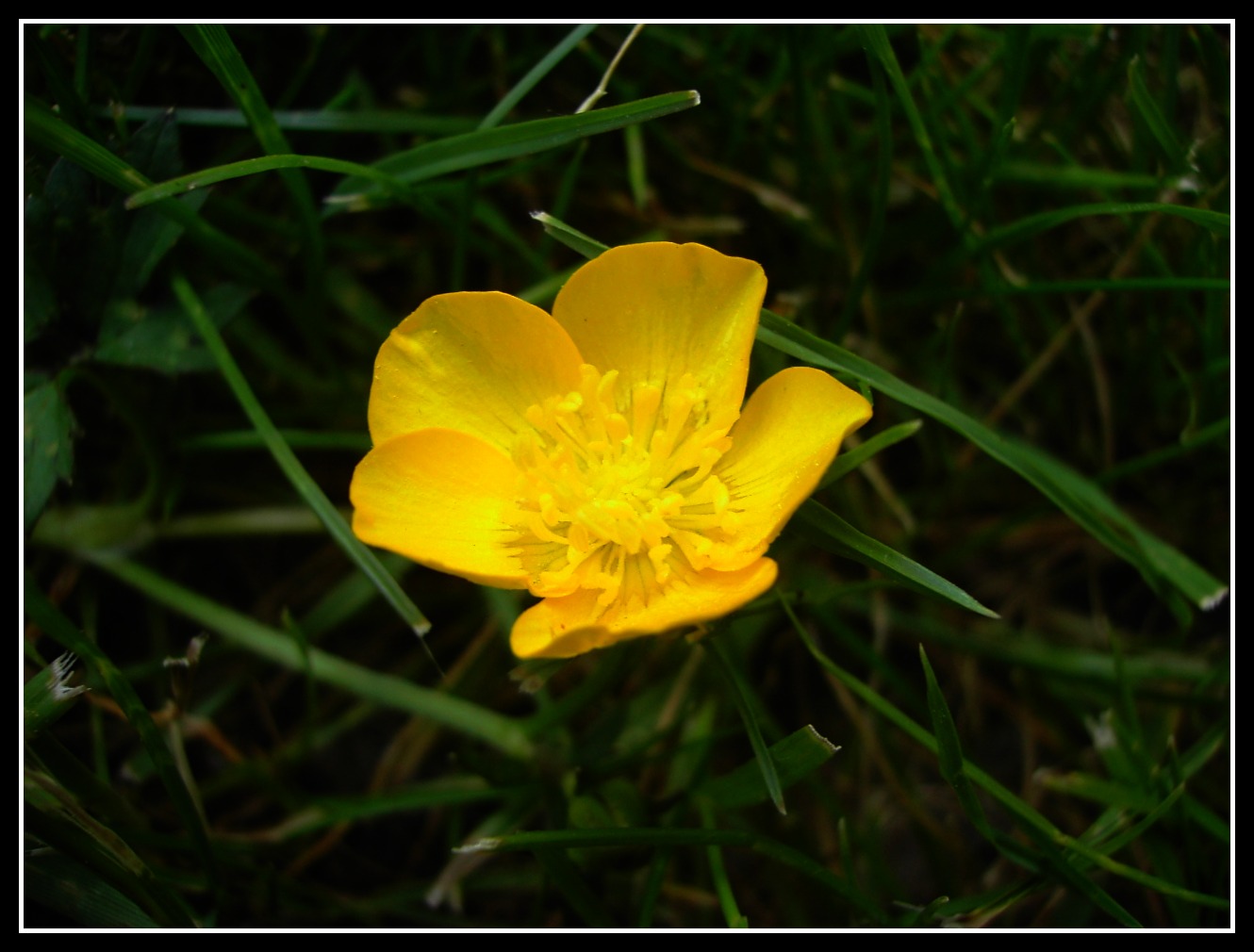 Fonds d'cran Nature Fleurs Bouton d'or