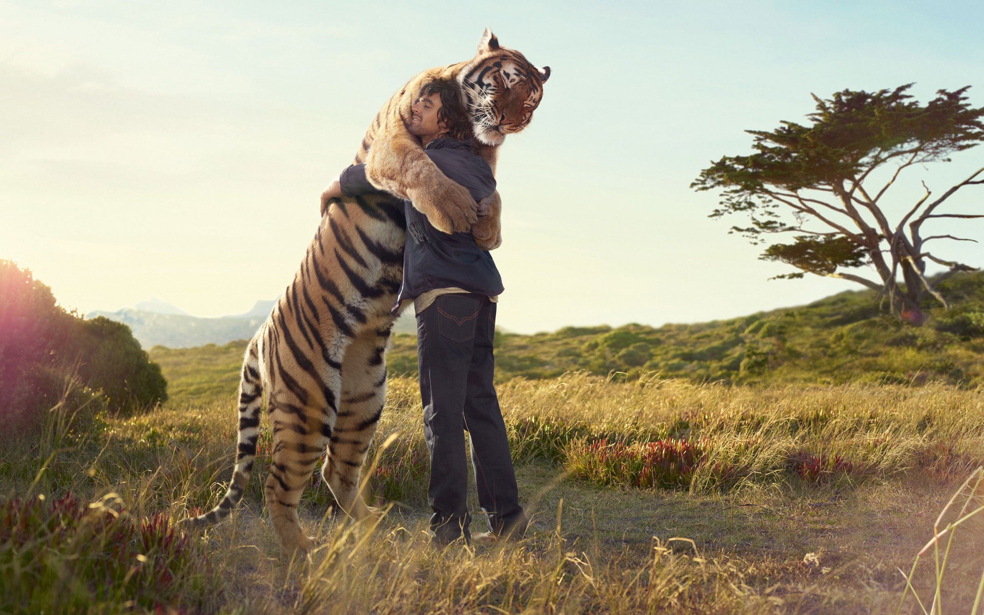 Fonds d'cran Animaux Flins - Tigres 