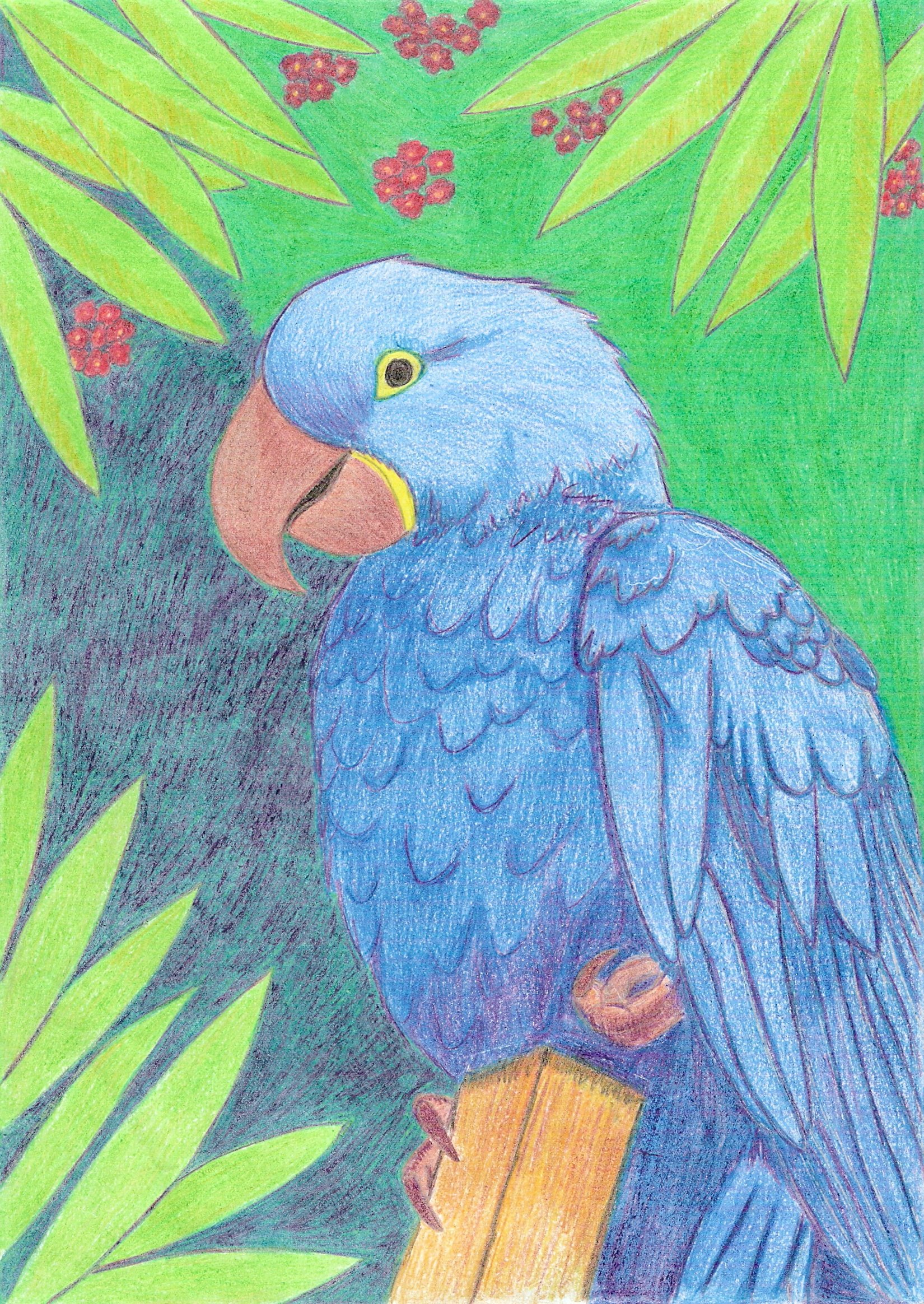 Fonds d'cran Art - Crayon Animaux - Oiseaux - Rapaces Ara Hyacinthe