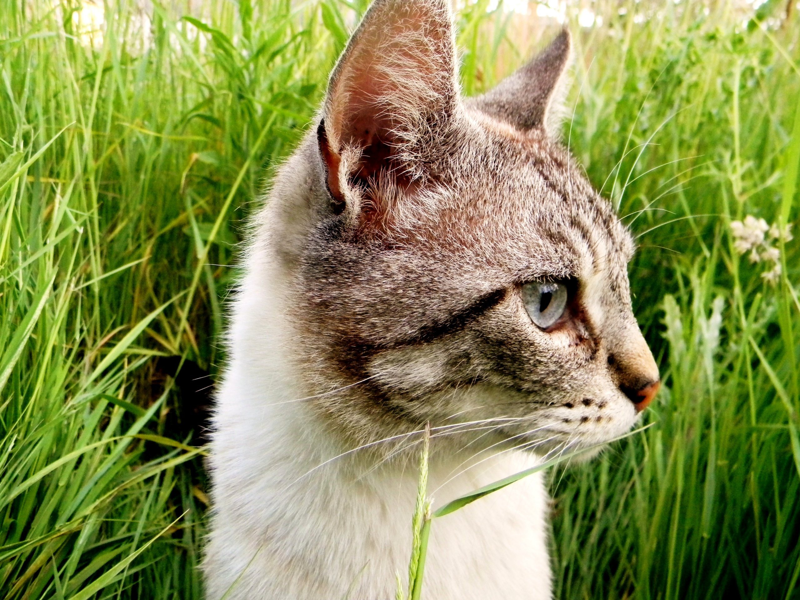 Fonds d'cran Animaux Chats - Chatons 