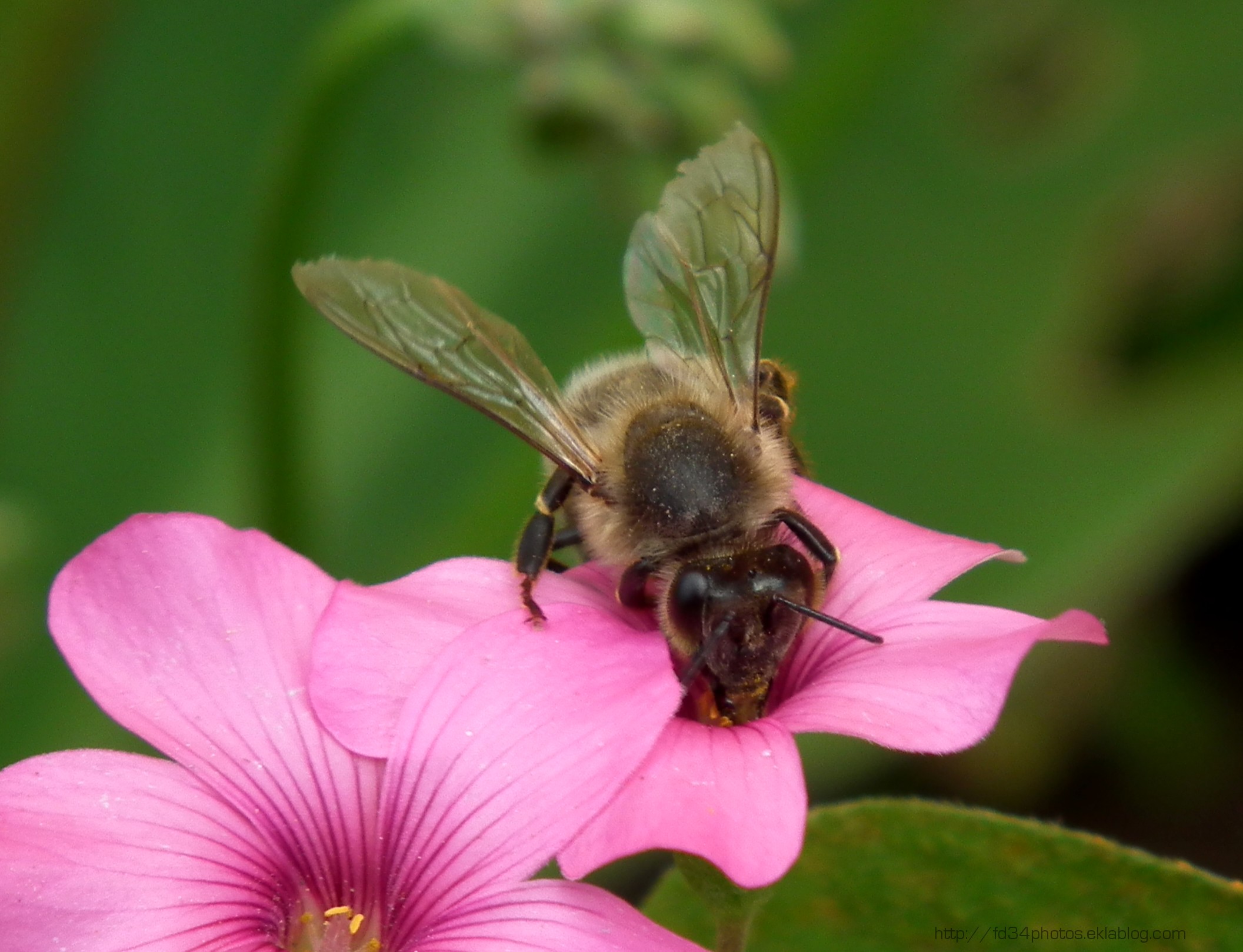 Fonds d'cran Animaux Insectes - Abeilles Gupes ... 