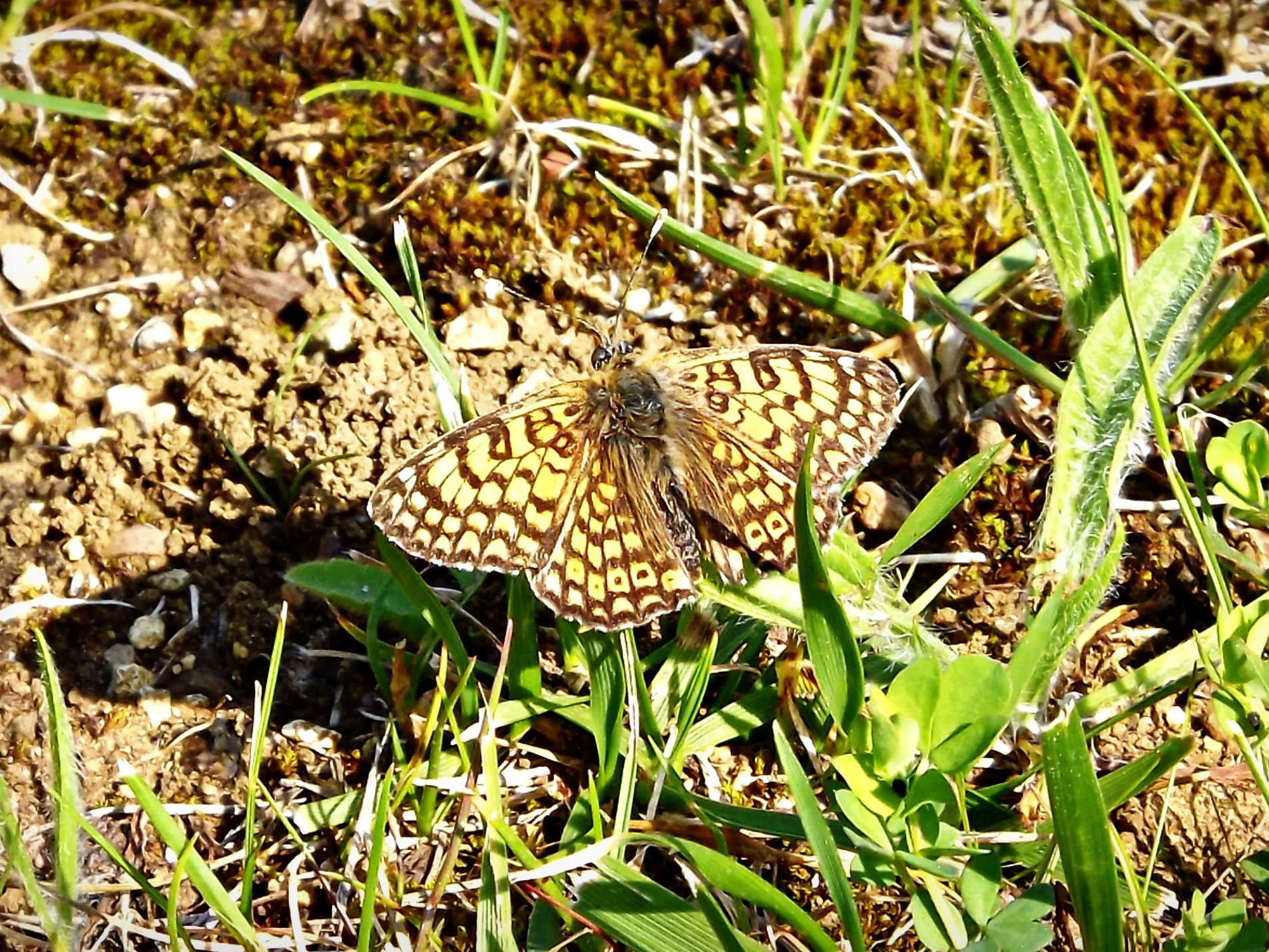 Fonds d'cran Animaux Insectes - Papillons en mode camouflage