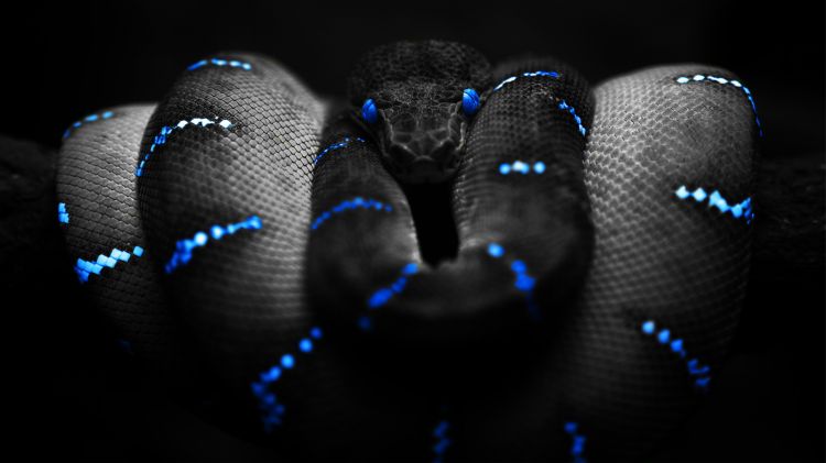 Fonds d'cran Animaux Serpents Wallpaper N301869