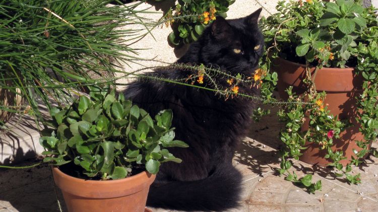 Fonds d'cran Animaux Chats - Chatons Rverie sur parfum de fleur