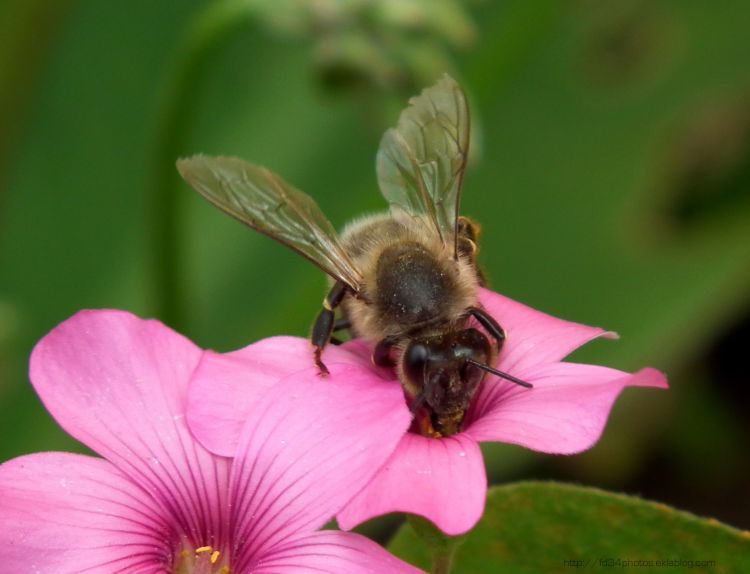 Fonds d'cran Animaux Insectes - Abeilles Gupes ... Wallpaper N302172