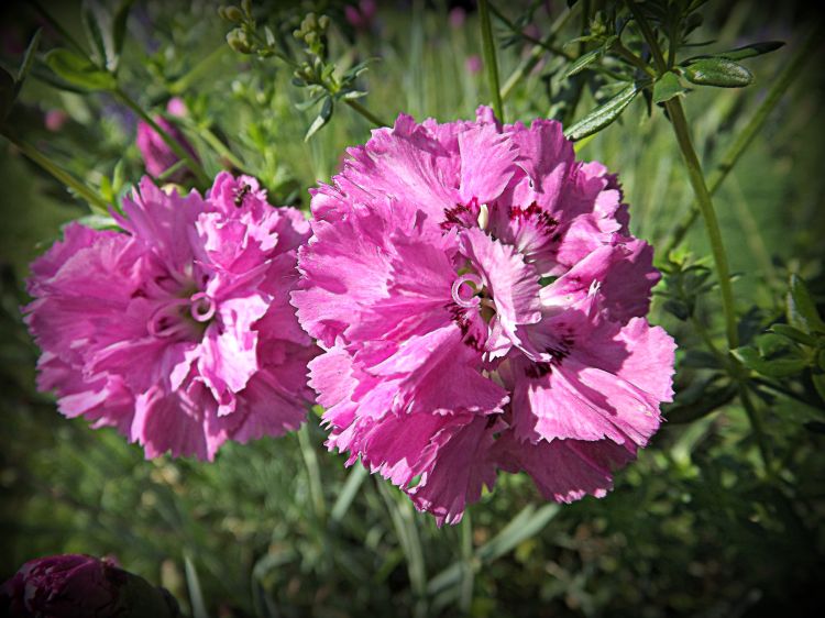 Wallpapers Nature Flowers oeillets roses