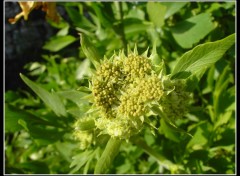  Nature fleurs de celeri sauvage