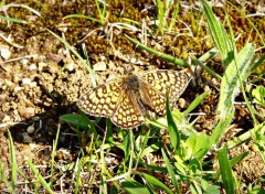  Animaux en mode camouflage