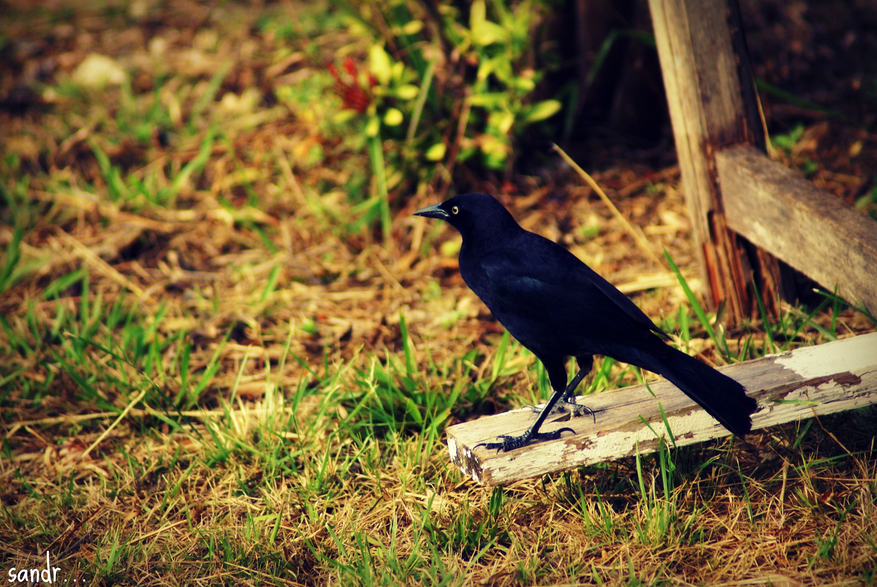 Fonds d'cran Animaux Oiseaux - Divers bird of gwada